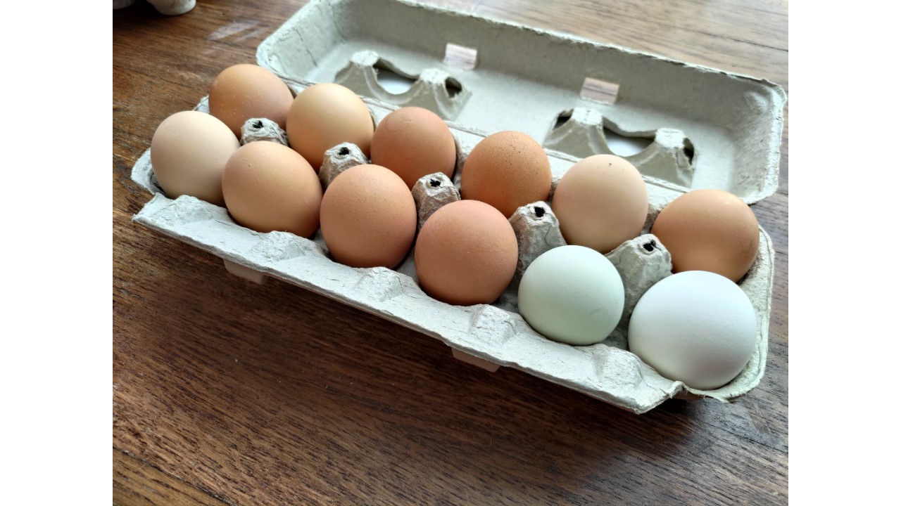 Medium | Pastured Eggs