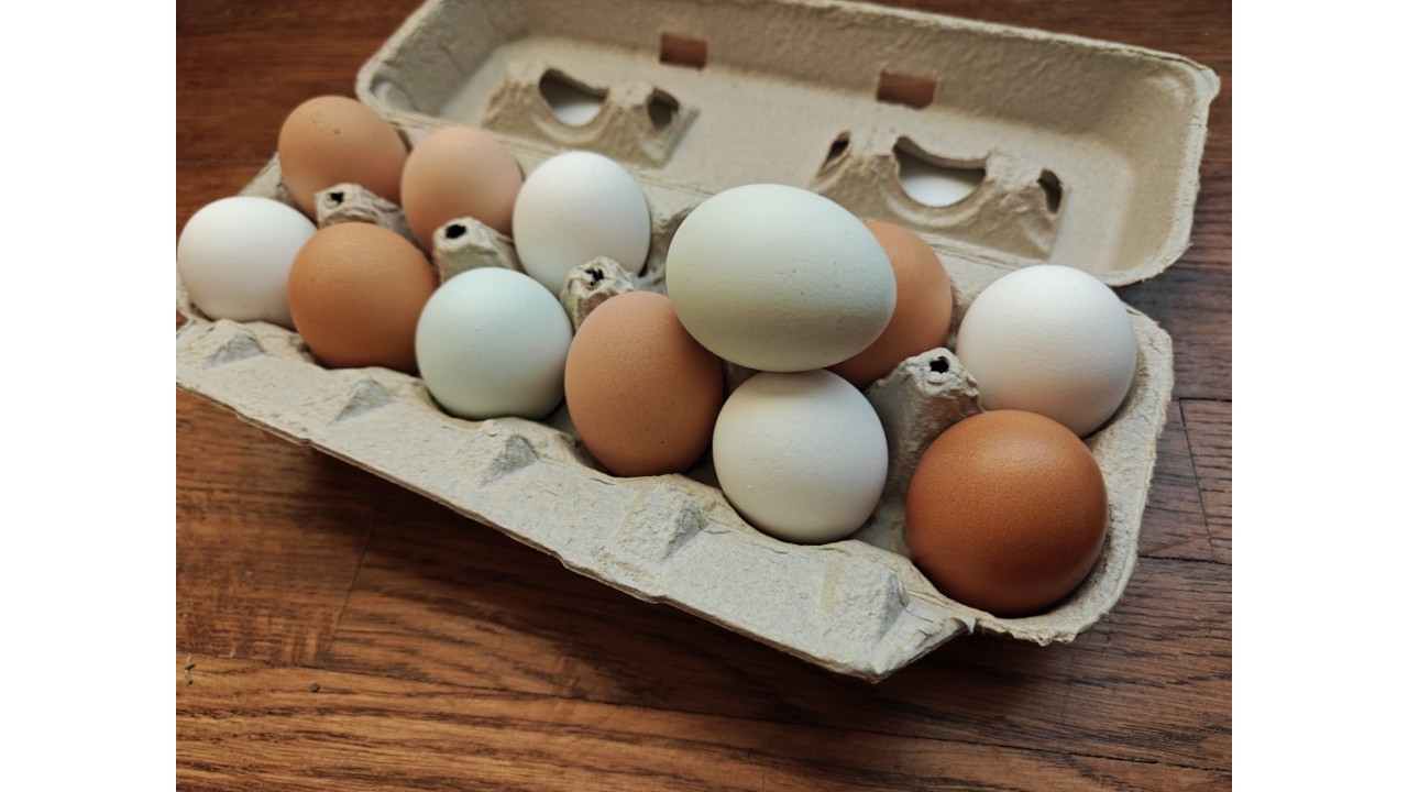 Medium Unwashed | Pastured Eggs
