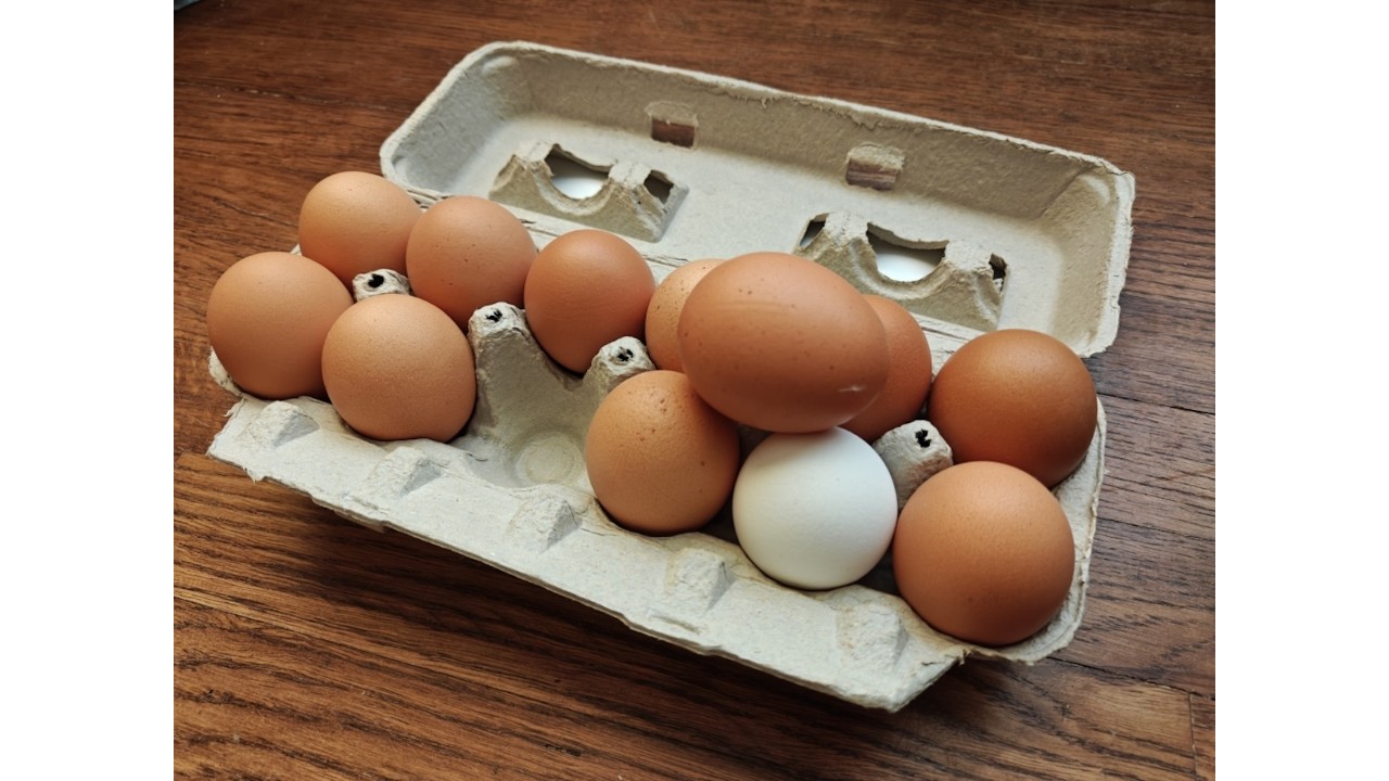 XL Unwashed | Pastured Eggs