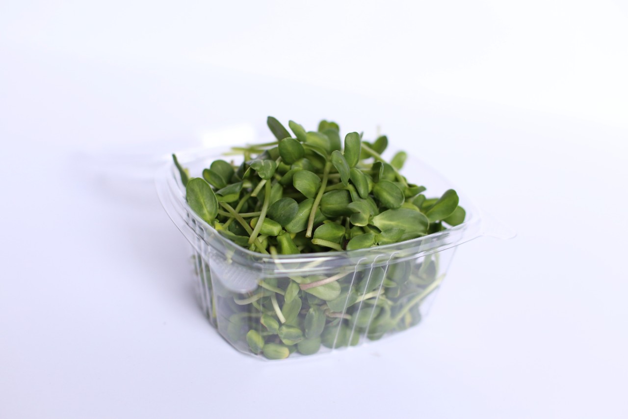 Microgreens Sunflowers